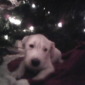 Meet your Posher, Ian